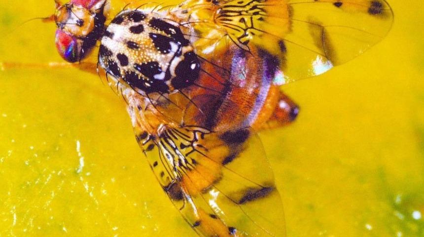 Sinekle mücadele çiftçinin yüzünü güldürdü