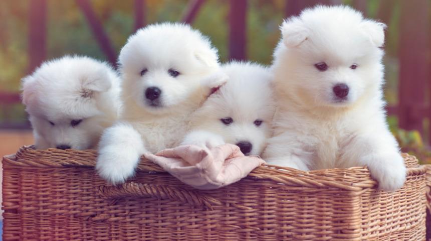 K&ouml;pek isimleri dişi ve erkek: Klasik ve modern k&ouml;pek isimleri