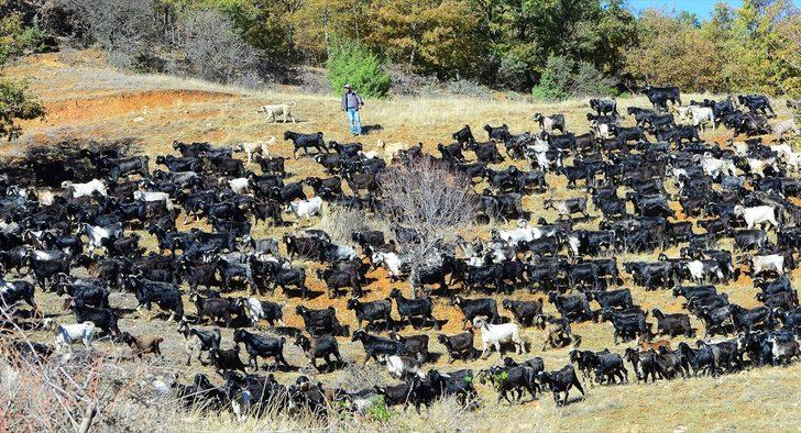 Büyük göç havadan böyle görüntülendi G1