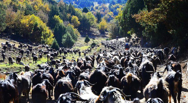 Büyük göç havadan böyle görüntülendi G2