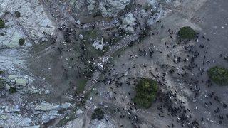 Büyük göç havadan böyle görüntülendi