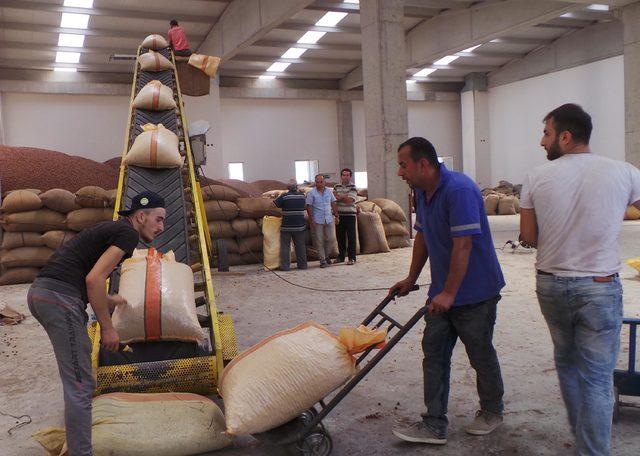 Üreticilerin fındıkta alım heyecanı