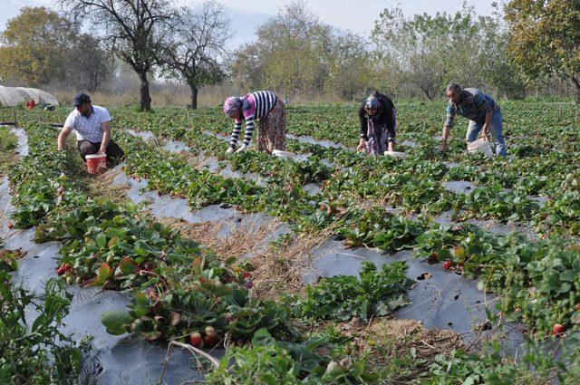 'Kırmızı elmas'ta yılın son hasadı başladı