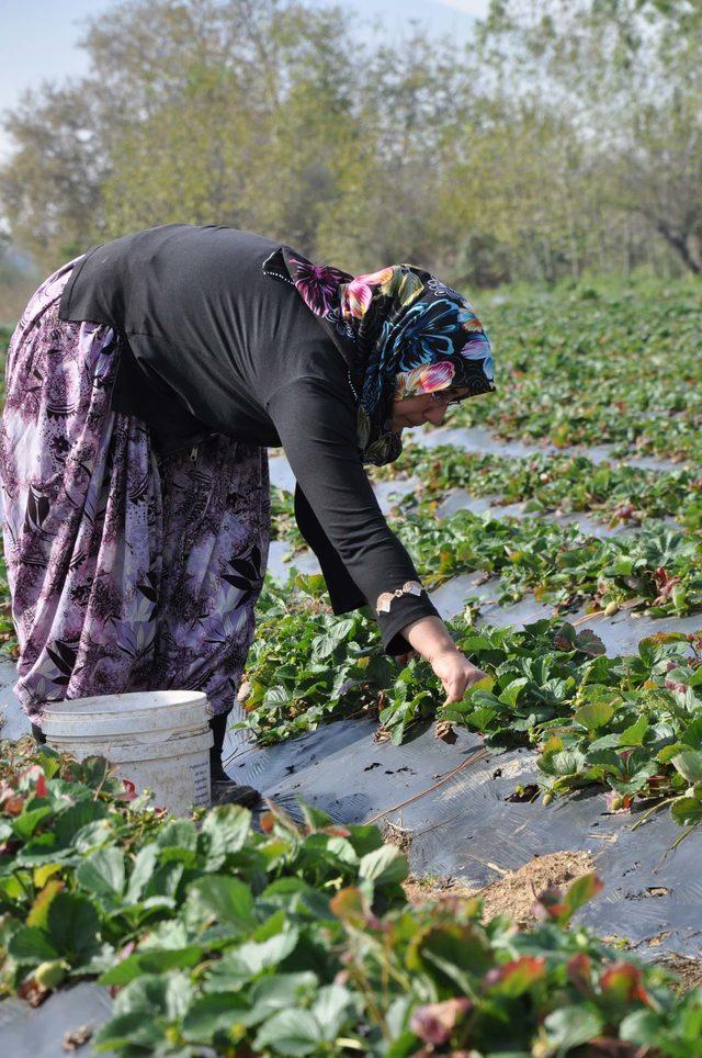 'Kırmızı elmas'ta yılın son hasadı başladı