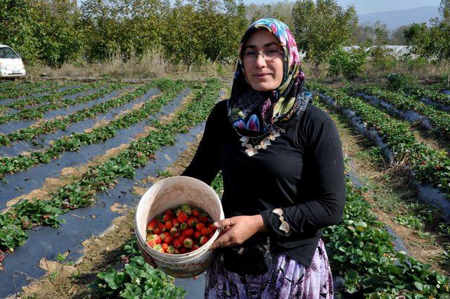 'Kırmızı elmas'ta yılın son hasadı başladı