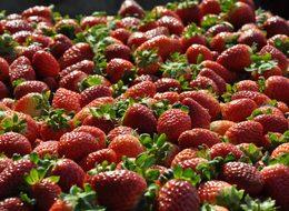 'Kırmızı elmas'ta yılın son hasadı başladı