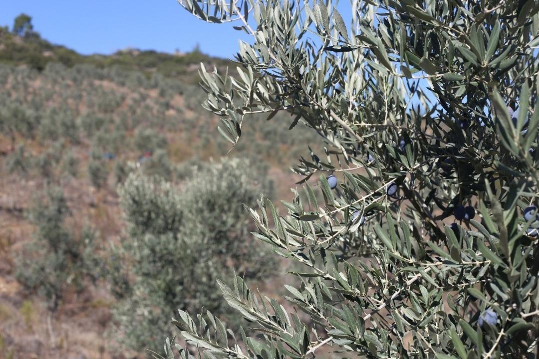Kusursuz zeytinyağı i&ccedil;in sırık yerine tarak kullanın
