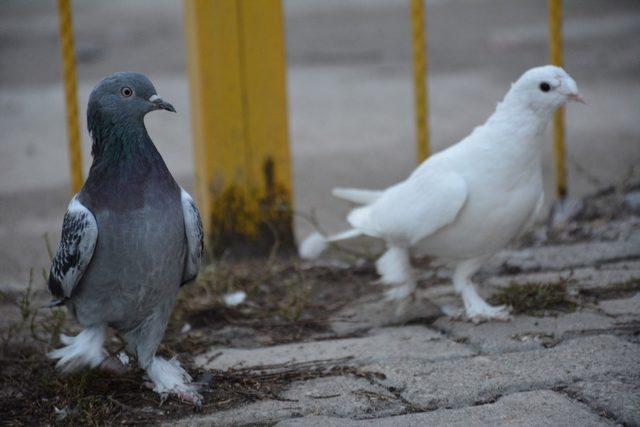 Taksi durağında güvercin besliyor