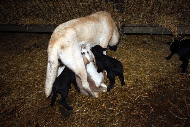 Kangal köpeği 'Kezban', kuzulara da annelik yapıyor