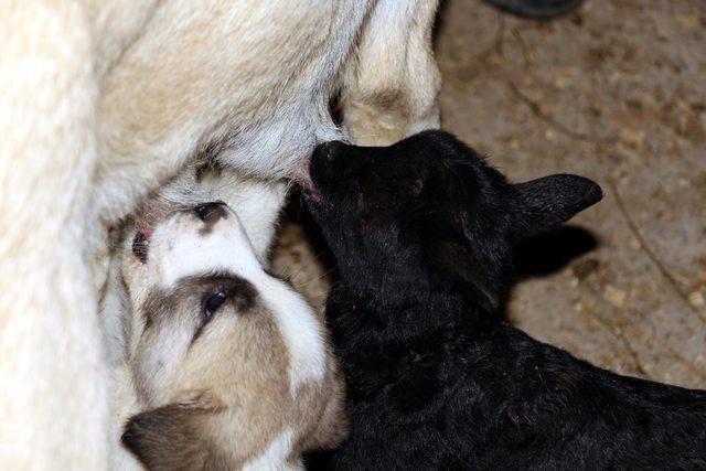 Kangal köpeği 'Kezban', kuzulara da annelik yapıyor