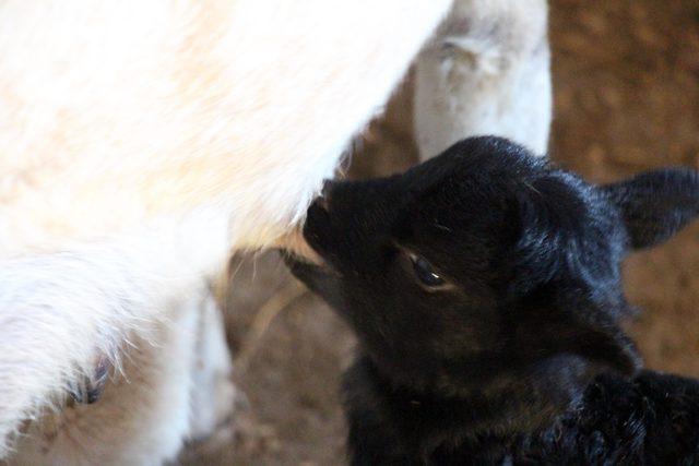 Kangal köpeği 'Kezban', kuzulara da annelik yapıyor