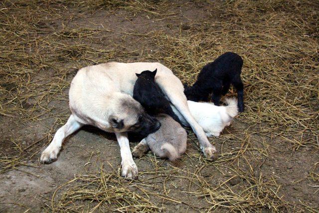 Kangal köpeği 'Kezban', kuzulara da annelik yapıyor