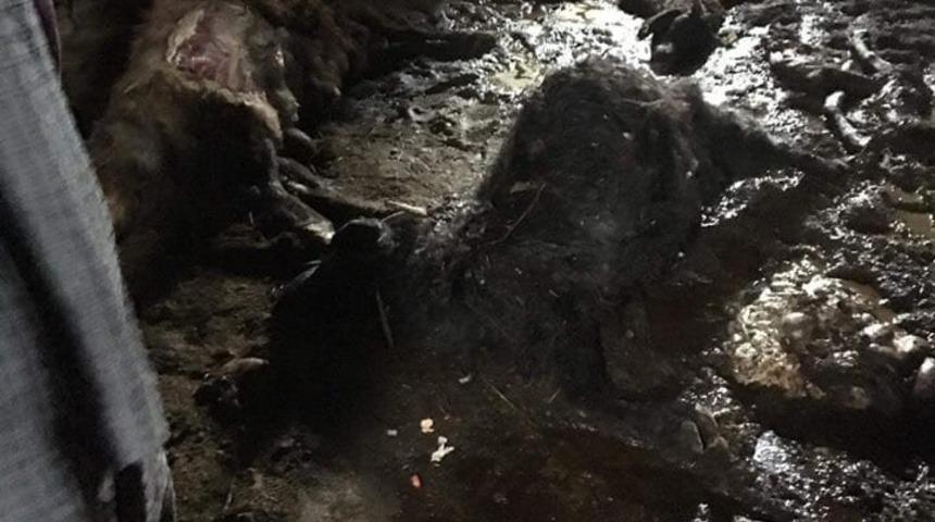 Ağrı&rsquo;da kurtlar 30 koyunu telef etti