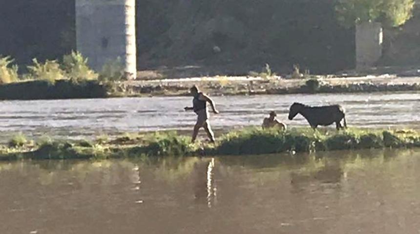Dicle Nehrinde mahsur kalan eşek itfaiye ekipleri tarafından kurtarıldı