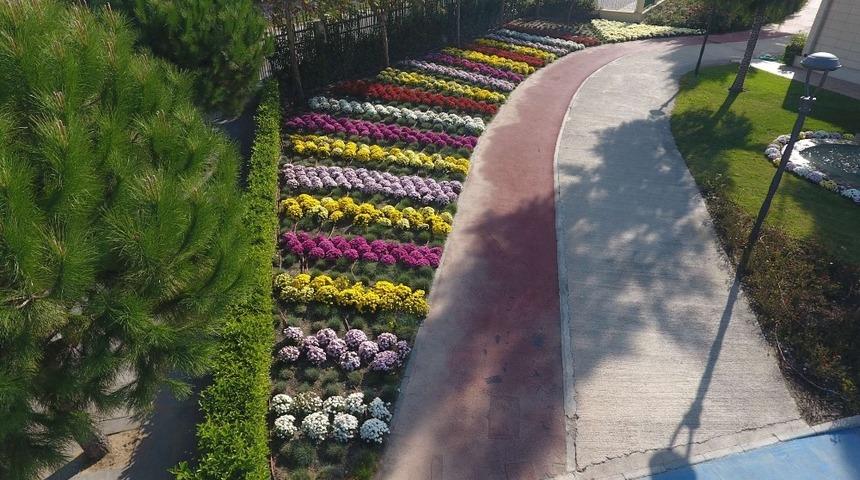 Manisa, kasımpatılarla renklendi