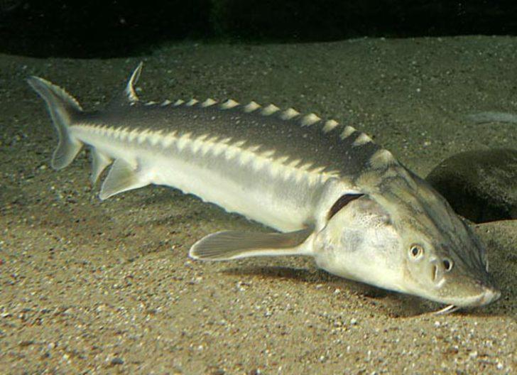 Dinozorlarla aynı çağda yaşadılar! 'Mersin Balıkları' için çağrı G1