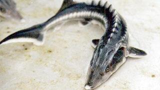 Dinozorlarla aynı çağda yaşadılar! 'Mersin Balıkları' için çağrı