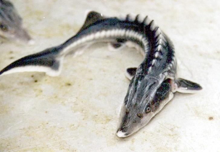 Dinozorlarla aynı çağda yaşadılar! 'Mersin Balıkları' için çağrı G4