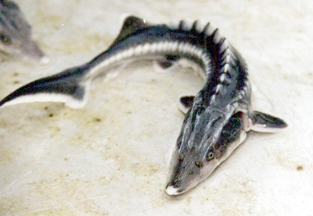 Dinozorlarla aynı &ccedil;ağda yaşadılar! 'Mersin Balıkları' i&ccedil;in &ccedil;ağrı