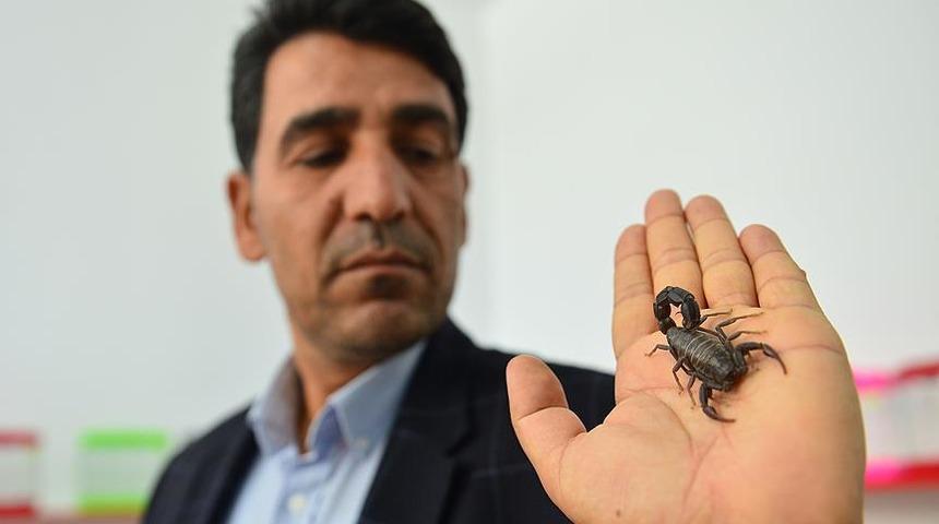 İnanılmaz ama gerçek! Evinin altında 500 akrep yetiştiriyor