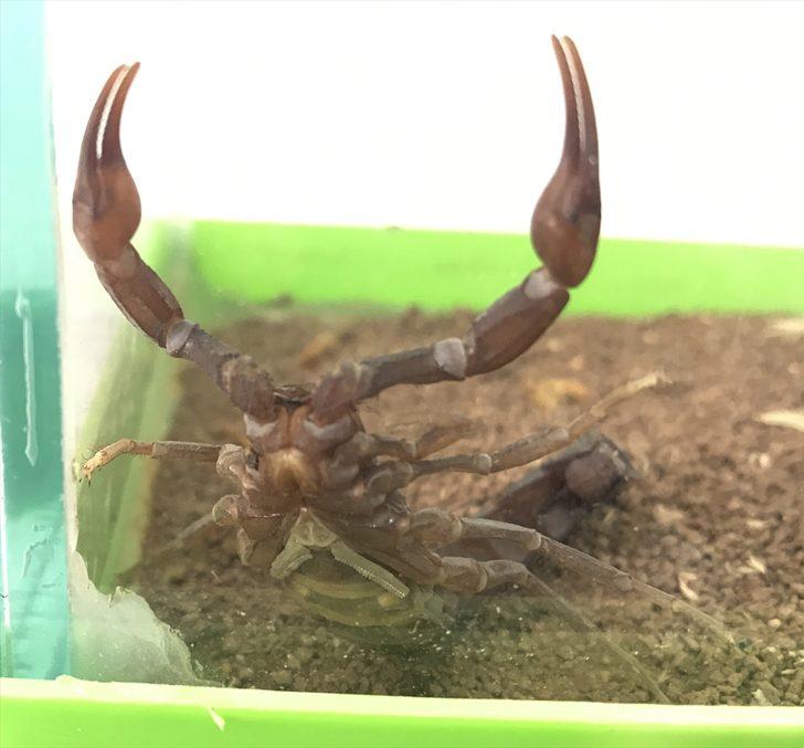 Geçimini akrep yetiştiriciliğinden sağlıyor G2