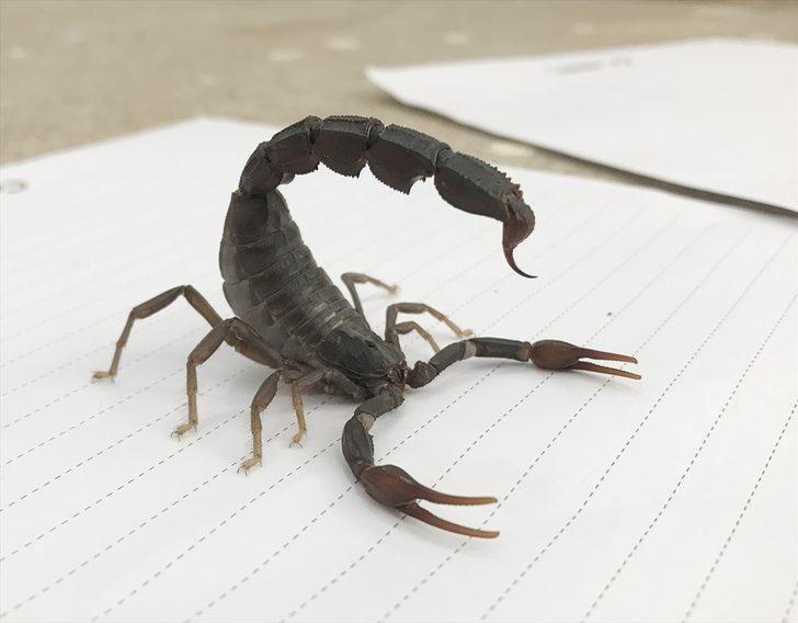 Geçimini akrep yetiştiriciliğinden sağlıyor G3