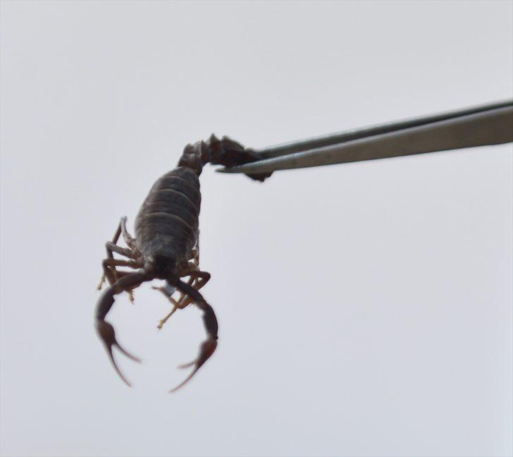 Geçimini akrep yetiştiriciliğinden sağlıyor G4