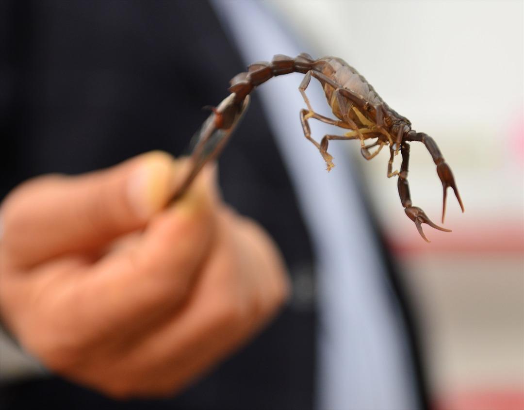 Ge&ccedil;imini akrep yetiştiriciliğinden sağlıyor