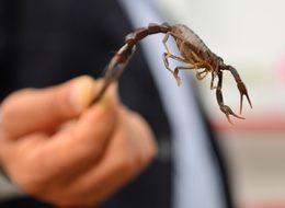 Geçimini akrep yetiştiriciliğinden sağlıyor