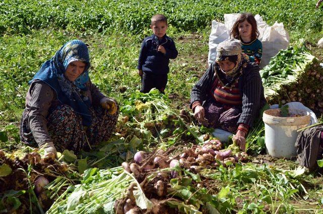 200 hanelik köyde şalgam hasadı