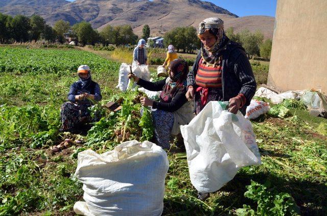 200 hanelik köyde şalgam hasadı