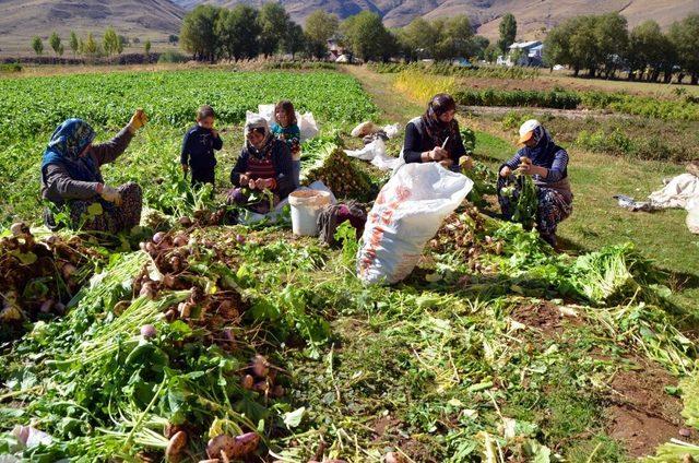 200 hanelik köyde şalgam hasadı