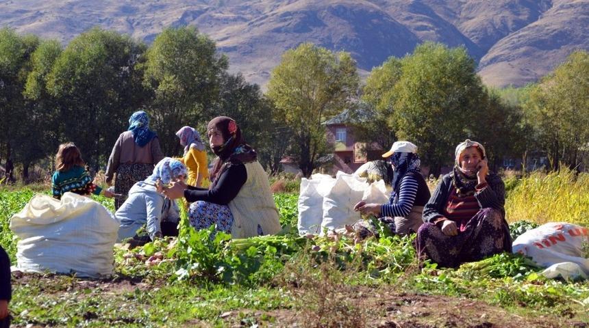 200 hanelik k&ouml;yde şalgam hasadı