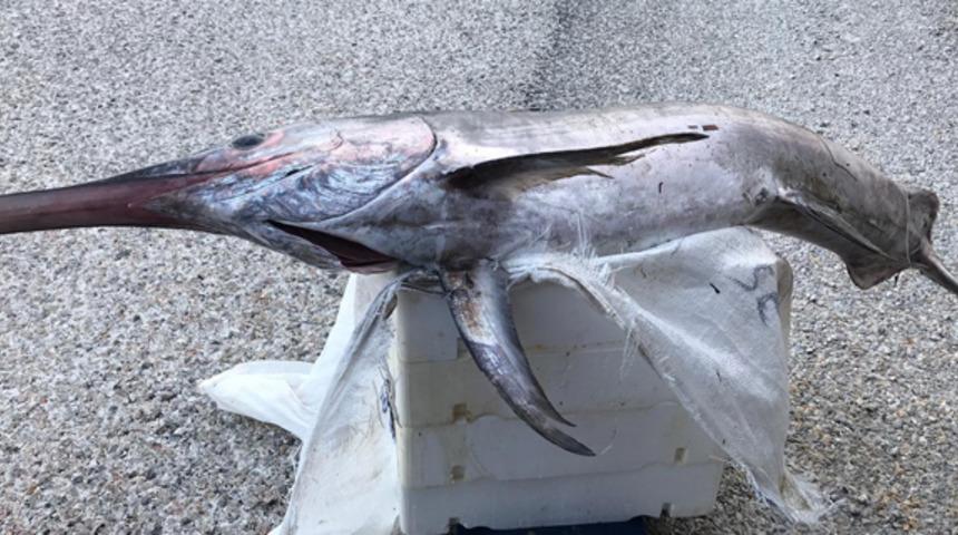 Çanakkale'de balıkçılar, 2 metre 30 santimlik kılıç balığı yakaladı