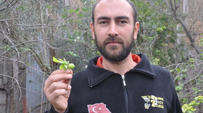 &Ccedil;i&ccedil;ek a&ccedil;ıp, meyve veren erik ağacı şaşırttı