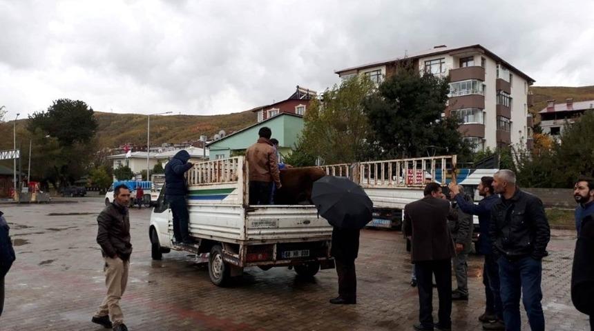 Gen&ccedil; &ccedil;ift&ccedil;ilere b&uuml;y&uuml;kbaş hayvan dağıtımı