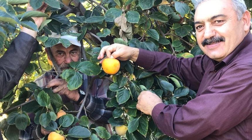 Karaman&rsquo;da cennet hurması hasadı başladı