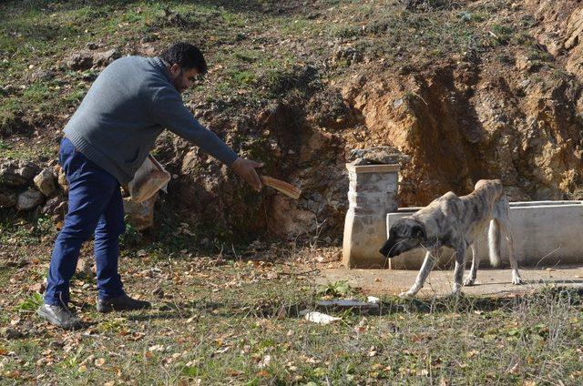 Ormana terk edilmiş sahipsiz köpeklere Bozüyük Belediyesi sahip çıktı