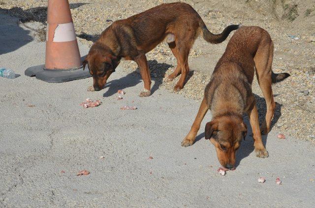 Ormana terk edilmiş sahipsiz köpeklere Bozüyük Belediyesi sahip çıktı