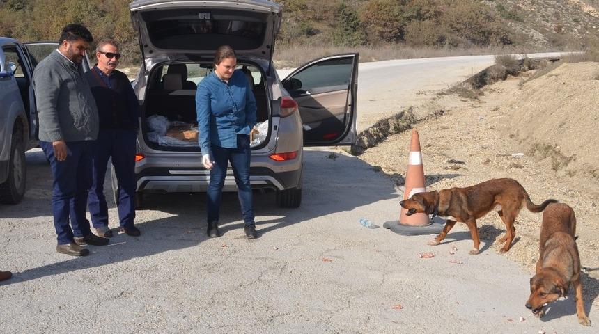 Ormana terk edilmiş sahipsiz k&ouml;peklere Boz&uuml;y&uuml;k Belediyesi sahip &ccedil;ıktı