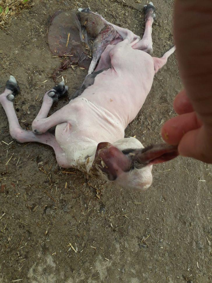 Aydın'da inanılmaz olay! Kuzu başsız doğdu... G4