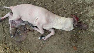 Aydın'da inanılmaz olay! Kuzu başsız doğdu...