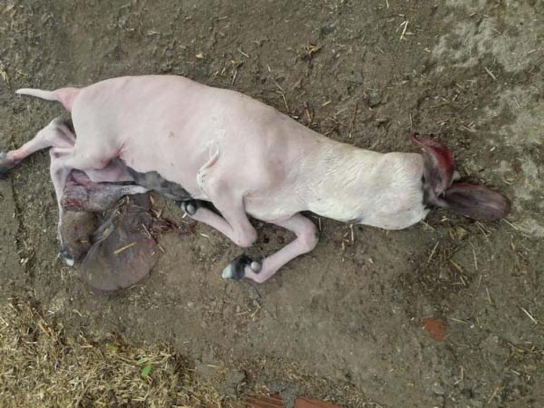 Aydın'da inanılmaz olay! Kuzu başsız doğdu...