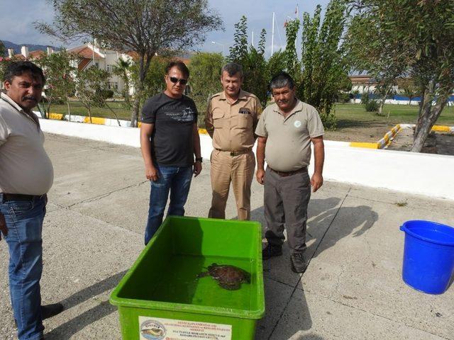 Yaralı carettta caretta tedavi altına alındı