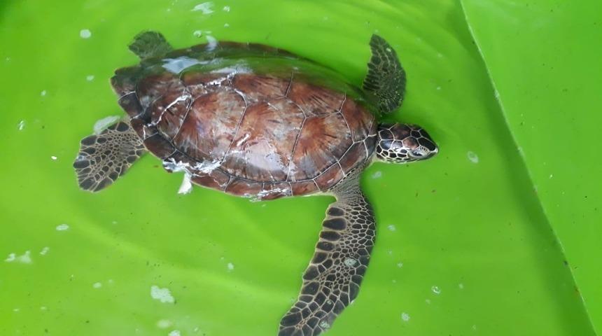 Yaralı carettta caretta tedavi altına alındı