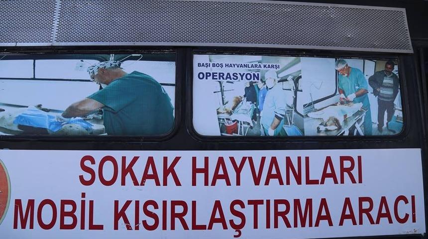 Başıboş hayvanlar aşılandı