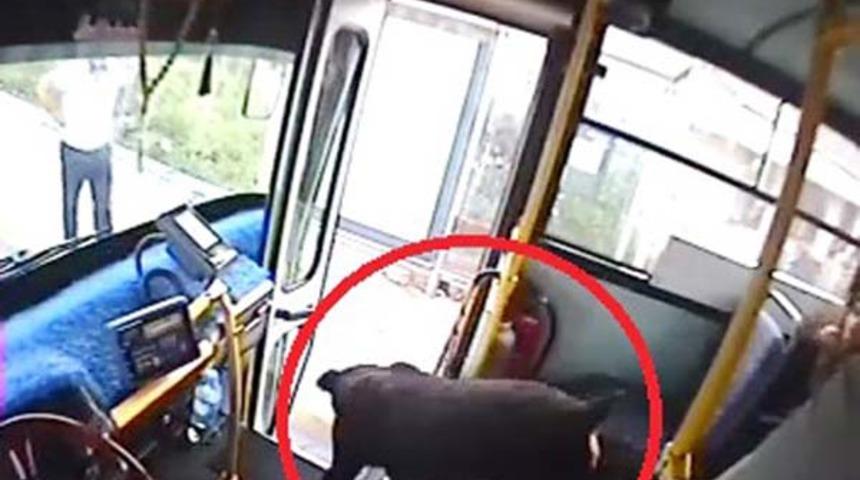 Köpek otobüse bindi, içerisi karıştı! 