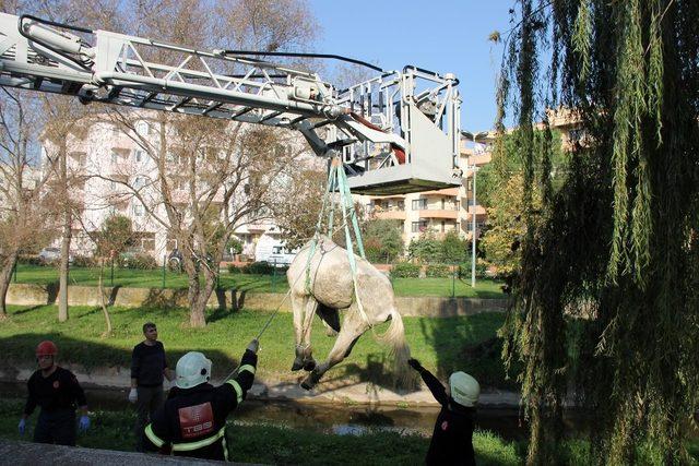 Yalova’da ölüme terk edilen atın imdadına belediye koştu