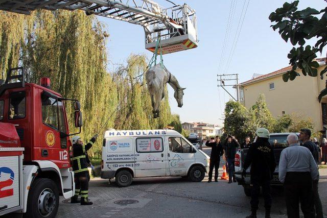 Yalova’da ölüme terk edilen atın imdadına belediye koştu