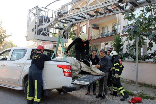 Yalova’da ölüme terk edilen atın imdadına belediye koştu